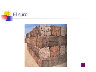 El suro 
