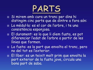  Si mirem amb cura un tronc per dins hi
distingim cinc parts que de dintre a fora són:
 La mèdul·la: es el cor de l’arbre, i te una
consistència esponjosa.
 El durament: es lo que li diem fusta, es pot
diferenciar l’edat de l’arbre a partir de les
línies que formen.
 La fusta: es la part que envolta el tronc, pero
no del tot es l’exterior.
 El líber: es un teixit molt prim que envolta la
part exterior de la fusta jove, circula una
bona part de saba.
 
