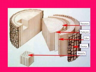 Mèdul·la
Fusta jove
Duramen
Líber
Escorça
 