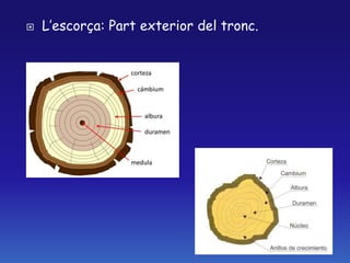  L’escorça: Part exterior del tronc.
 