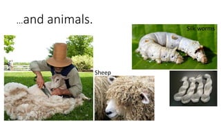 …and animals.
Sheep
Silk worms
 
