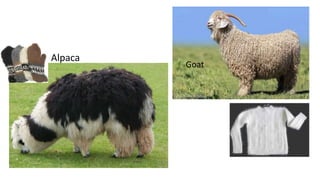 Alpaca
Goat
 