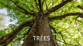 TREES
 