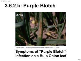 Sheps Plus PPT ON ONION BY INDUSTRY USS OF ONION AND DISEASE IN ONION | PDF