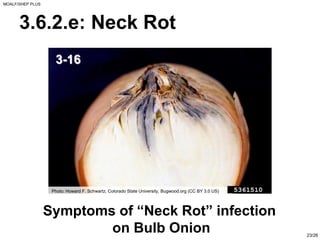 Neck Rot PPT ON ONION BY INDUSTRY USS OF ONION AND DISEASE IN ONION | PDF
