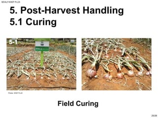 Sheps Plus PPT ON ONION BY INDUSTRY USS OF ONION AND DISEASE IN ONION | PDF