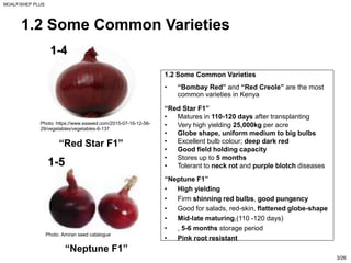 Sheps Plus PPT ON ONION BY INDUSTRY USS OF ONION AND DISEASE IN ONION | PDF