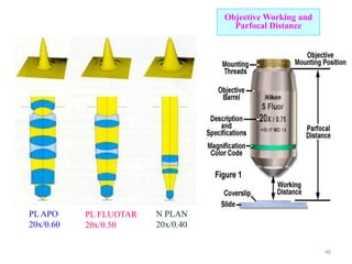 N PLAN
20x/0.40
PL FLUOTAR
20x/0.50
PL APO
20x/0.60
Objective Working and
Parfocal Distance
46
 
