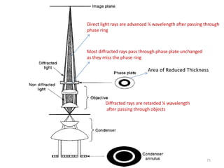 Area of Reduced Thickness
Diffracted rays are retarded ¼ wavelength
after passing through objects
Most diffracted rays pass through phase plate unchanged
as they miss the phase ring
Direct light rays are advanced ¼ wavelength after passing through
phase ring
75
 