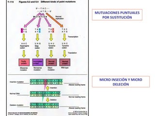 MUTUACIONES PUNTUALES
   POR SUSTITUCIÓN




  MICRO INSECIÓN Y MICRO
         DELECIÓN
 