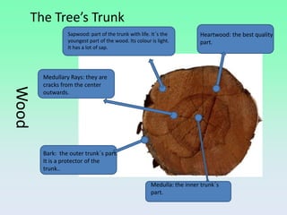 The Tree’s Trunk
                  Sapwood: part of the trunk with life. It´s the          Heartwood: the best quality
                  youngest part of the wood. Its colour is light.         part.
                  It has a lot of sap.




         Medullary Rays: they are
         cracks from the center
Wood



         outwards.




         Bark: the outer trunk´s part.
         It is a protector of the
         trunk..

                                                        Medulla: the inner trunk´s
                                                        part.
 