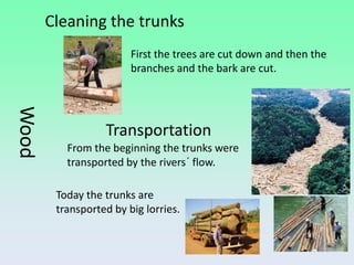 Cleaning the trunks
                        First the trees are cut down and then the
                        branches and the bark are cut.
Wood




                  Transportation
          From the beginning the trunks were
          transported by the rivers´ flow.

        Today the trunks are
        transported by big lorries.
 