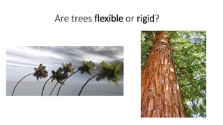 Are trees flexible or rigid?
 