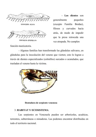 - Los dientes
generalmente pequeños
(excepto Familia Boidae),
filosos y curvados hacia
atrás, de modo de impedir
que la presa retroceda una
vez atrapada. No cumplen
función masticatoria.
- Algunas familias han transformado las glándulas salivares, en
glándulas para la inoculación del veneno que vierten; esto lo logran a
través de dientes especializados (colmillos) surcados o acanalados, que
trasladan el veneno hasta la víctima.
Dentadura de serpiente venenosa
3. HABITAT Y ECOSISTEMA:
Las serpientes en Venezuela pueden ser arborícolas, acuáticas,
terrestres, subterráneas o minadoras. Las podemos encontrar distribuidas en
todo el territorio nacional.
Los dientes son
generalmente pequeños
(excepto Familia Boidae),
filosos y curvados hacia
atrás, de modo de impedir
que la presa retroceda una
vez atrapada. No cumplen
glándulas salivares, en
glándulas para la inoculación del veneno que vierten; esto lo logran a
través de dientes especializados (colmillos) surcados o acanalados, que
Las serpientes en Venezuela pueden ser arborícolas, acuáticas,
terrestres, subterráneas o minadoras. Las podemos encontrar distribuidas en
 