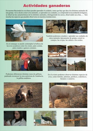 Actividades ganaderas
 En nuestra Hacienda los escolares pueden aprender el cuidado y trato que hay que dar a los distintos animales de
 una granja. Así se da de comer a los animales, se aprenden sus cuidados, se comprende la necesidad de la higiene,
 se observan las características de los distintos animales, distinguiendo los sexos, observando sus crías, … Son
 muchas las especies que pueden observarse en nuestras instalaciones.




                                                        También podremos estudiar y aprender sus cuidados de
                                                           otros animales típicamente de granja, comol os
                                                             conejos, las ovejas, las cabras o los cerdos.
  En el estanque se puede contemplar la belleza de
  las aves acuáticas como los cisnes, pato común,
           patos mudos o gansos comunes.




 Podremos diferenciar distintas razas de gallinas,         En el aviario podemos observar distintas especies de
pudiendo reconocer la raza autóctona de Andalucía,         aves, como tórtolas, palomas, perdices, codornices,
               la gallina andaluza.                                        faisanes o canarios.
 