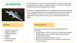 Materias Primas de la region loreto- amazonia | PPTX