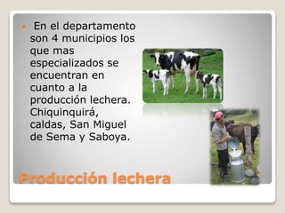 Producción lechera
 En el departamento
son 4 municipios los
que mas
especializados se
encuentran en
cuanto a la
producción lechera.
Chiquinquirá,
caldas, San Miguel
de Sema y Saboya.
 
