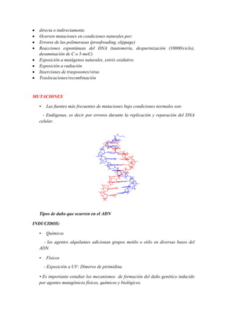 directa o indirectamente.
Ocurren mutaciones en condiciones naturales por:
Errores de las polimerasas (proofreading, slippage)
Reacciones espontáneas del DNA (tautomería, despurinización (10000/ciclo),
desaminación de C o 5-meC)
Exposición a mutágenos naturales, estrés oxidativo
Exposición a radiación
Inserciones de trasposones/virus
Traslocacíones/recombinación

MUTACIONES
•

Las fuentes más frecuentes de mutaciones bajo condiciones normales son:

- Endógenas, es decir por errores durante la replicación y reparación del DNA
celular.

Tipos de daño que ocurren en el ADN
INDUCIDOS:
•

Químicos

- los agentes alquilantes adicionan grupos metilo o etilo en diversas bases del
ADN
•

Físicos
- Exposición a UV: Dímeros de pirimidina

• Es importante estudiar los mecanismos de formación del daño genético inducido
por agentes mutagénicos físicos, químicos y biológicos.

 