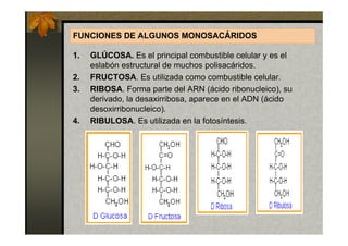 FUNCIONES DE ALGUNOS MONOSACÁRIDOS

1.   GLÚCOSA. Es el principal combustible celular y es el
     eslabón estructural de muchos polisacáridos.
2.   FRUCTOSA. Es utilizada como combustible celular.
3.   RIBOSA. Forma parte del ARN (ácido ribonucleico), su
     derivado, la desaxirribosa, aparece en el ADN (ácido
     desoxirribonucleico).
4.   RIBULOSA. Es utilizada en la fotosíntesis.
 