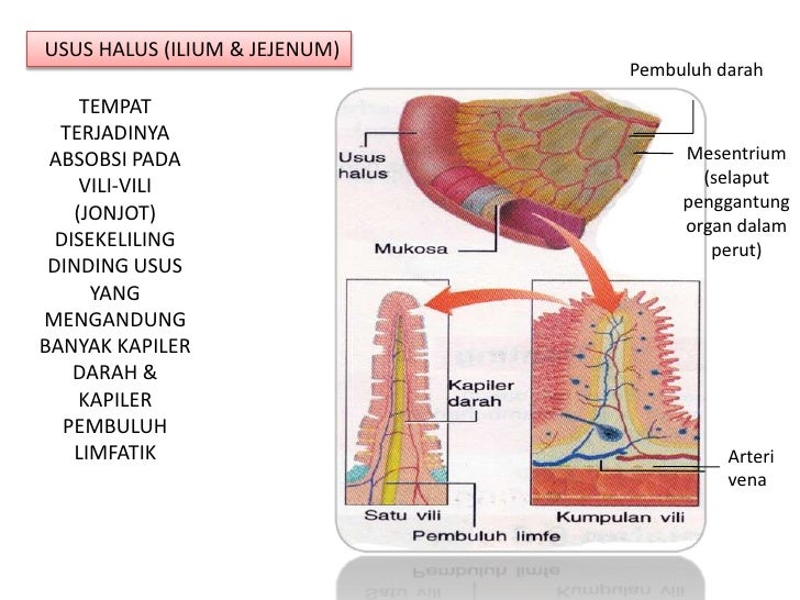 biologi dasar