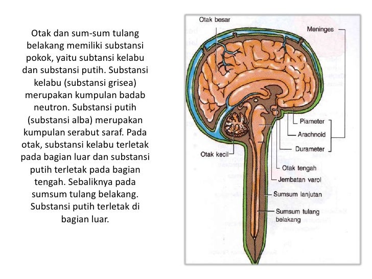 biologi dasar