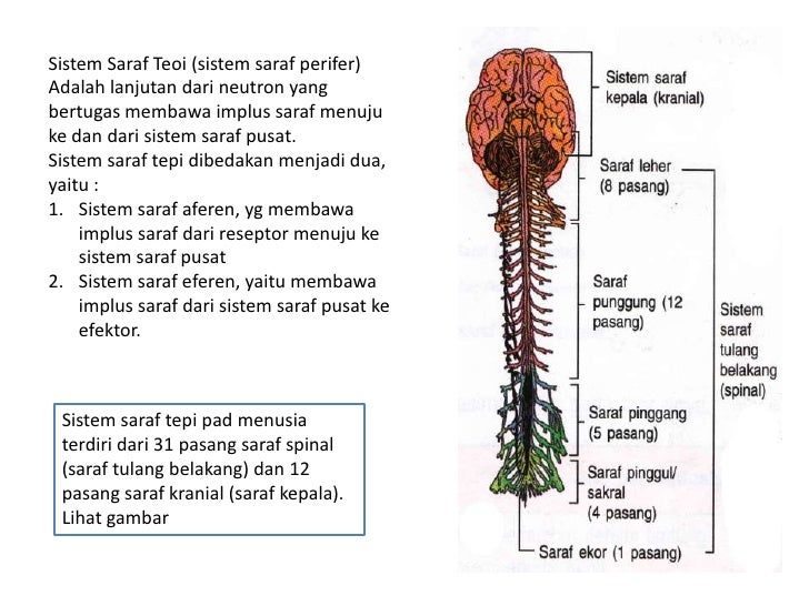 biologi dasar