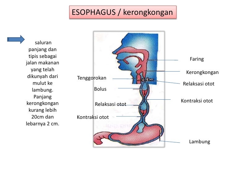 biologi dasar biologi dasar