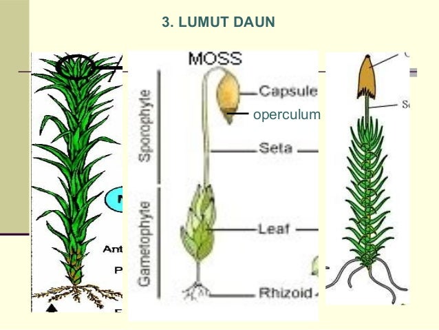Materi Biologi Plantae
