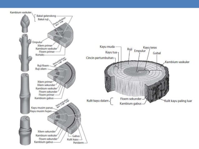 Materi biologi x bab 2 struktur dan fungsi tumbuhan