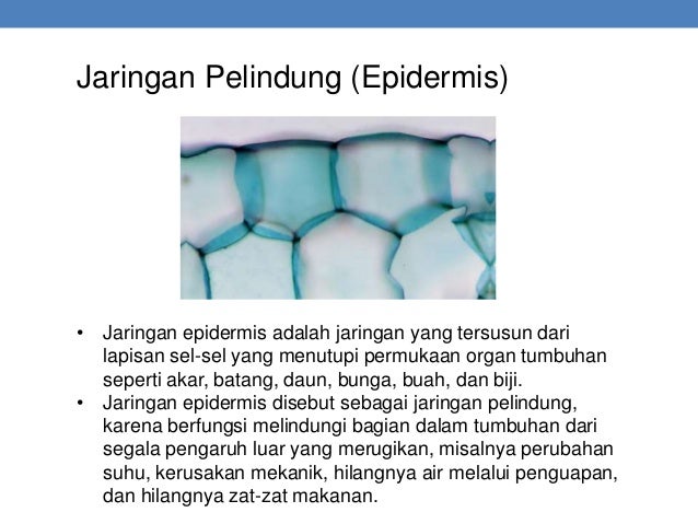 Materi biologi x bab 2 struktur dan fungsi tumbuhan