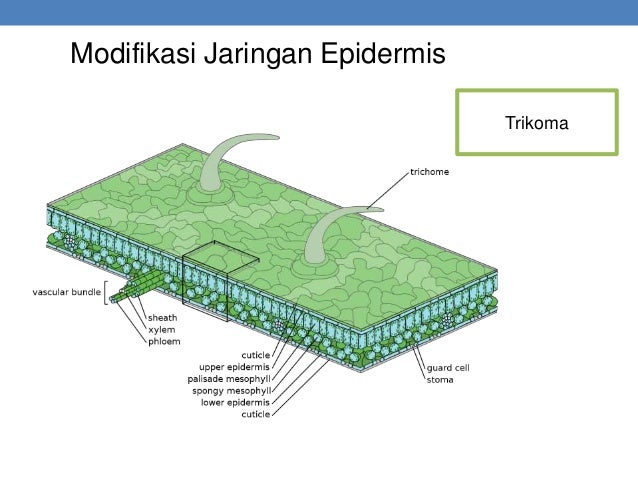 Materi Biologi X Bab 2 Struktur Dan Fungsi Tumbuhan
