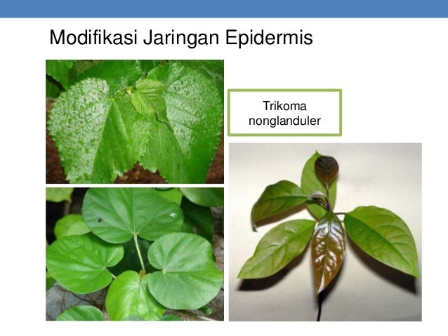 Materi biologi x bab 2 struktur dan fungsi tumbuhan