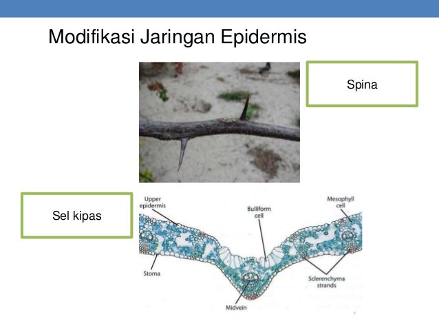 Materi biologi x bab 2 struktur dan fungsi tumbuhan