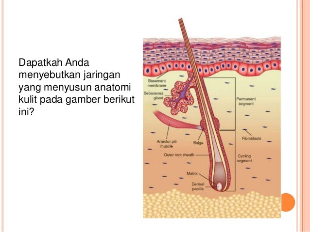  Materi  biologi  x ppt bab 3 fix