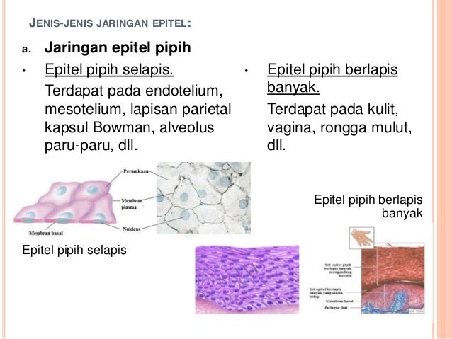 Materi Biologi X Ppt Bab 3 Fix