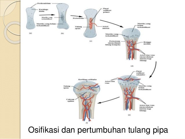 Materi biologi x ppt bab 4 fix