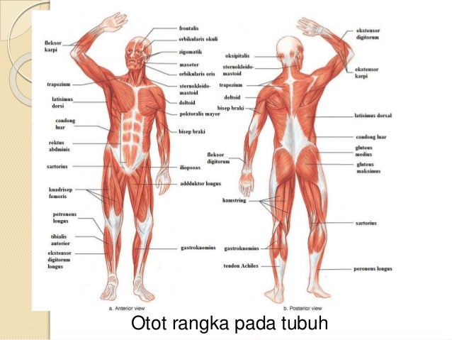 Materi Biologi X Ppt Bab 4 Fix