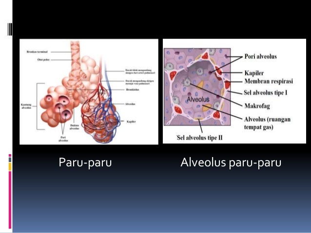 Materi Biologi X Ppt Bab 7 Fix Materi Biologi X Ppt Bab 7 Fix