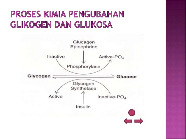Materi enzim dan  hormon