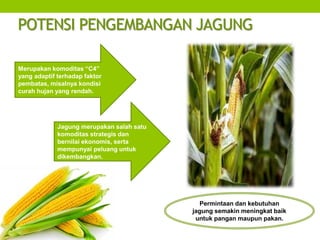 POTENSI PENGEMBANGAN JAGUNG
Merupakan komoditas “C4”
yang adaptif terhadap faktor
pembatas, misalnya kondisi
curah hujan yang rendah.
Jagung merupakan salah satu
komoditas strategis dan
bernilai ekonomis, serta
mempunyai peluang untuk
dikembangkan.
Permintaan dan kebutuhan
jagung semakin meningkat baik
untuk pangan maupun pakan.
 