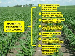 SARANA INFRASTRUKTUR
YANG BELUM MEMADAI
4
.
BERKURANGNYA LUAS
LAHAN PRODUKTIF
UNTUK PERTANIAN
KESENJANGAN POTENSI
PRODUKSI DAN PROVITAS
KETERBATASAN PETANI
TERHADAP AKSES
PERMODALAN DAN
PENYULUHAN
DOMINASI USAHATANI
SKALA KECIL
DAYA SAING PRODUK
PERTANIAN MASIH LEMAH
MANAJEMEN PASOKAN
DAN DINAMIKA HARGA
1
.
2
.
3
.
5
.
7
.
6
.
HAMBATAN
PENGEMBAN
GAN JAGUNG
 