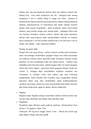 dinding tipis yng kuat,sitoplasma berbutir halus dan letaknya terpisah dari
dinding kista . kista muda mempunyai dua inti , sedangkan kista matang
mempunyai 4 inti G. lamblia hidup di rongga usus halus , terutama di
duodenum dan bagian proksimal jejenum,disaluran empedu kadang-kadang di
kandung empedu,protozoa ini berkembang biak dalam stadium trofozoit
dengan belah pasang longitudinal , dalam perjalanan menju colon terjadi
enkistasi yang serentak dengan tinja menjadi padat , sedangkan dalam tinja
cair biasanya ditemukan stadium trofozoit. Dalam tinja padat ditemukan
stadium kista yang berperan untuk mempertahakan diri,kista ini mulanya
hanya mempunyai 2 inti lalu berubah menjadi kista 4 inti ,bila kista 4 inti ini
tertelan oleh manusia , maka orang akan terinfeksi
Patologi dan gejala klinik
Dengan batil isap yang cekung , stadium trofozoit melekat pada permukaan
epitel usus,sehingga menimbulkan gangguan fungsi usus dalam penyerapan
sari makanan terutama dalam menyerap lemak. Kerusakan biasanya berupa
penipisan vili dan perandangan kripti dan lamina propria . kelainan yang
disebabkan oleh iritasi dan toksik , apabila dengan infeksi ini terjadi gangguan
sekresi dari cairan empedu , maka akan terjadi gangguan absorpsi lemak dan
vitamin A, sehingga dapat menyebabkan terjadinya steatorhoe dan
avitaminosa A. produksi enzim oleh mukosa juga akan berkurang
penghambatan aliran bilirubin oleh G.lamblia akan menghambat aktifitas
pancreatic lipase yang akan menimbulkan gejala kembung,abdomen
membesar dan tegang ,timbul rasa mual yang berakibat berat badan turun dan
tinja berbau busuk,semua gejala ini disebut sidroma malabsorbsi
 Diagnosa
Diagnosa dapat ditegakan dengan menemukan stadium trofozoit dalam tinja
cair dan cairan duodenum dan stadium kista pada tinja padat
 Pengobatan
Pengobatan dapat diberikan pada penderita giardiasis -Mentronidazol dosis
dewasa 3×25 mg/gram selama 7 hri)
Chloroquin 300 mg dosis tunggal selama 5 hari – Atberin dan acrinil juga
dapat dipakai sebagai obat yang spesifik
 