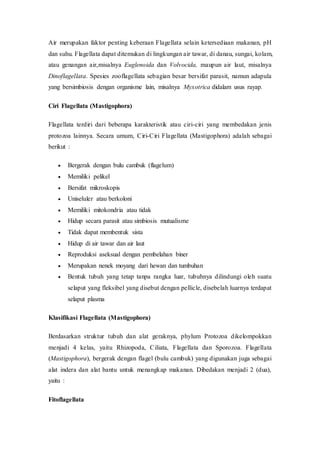 Air merupakan faktor penting keberaan Flagellata selain ketersediaan makanan, pH
dan suhu. Flagellata dapat ditemukan di lingkungan air tawar, di danau, sungai, kolam,
atau genangan air,misalnya Euglenoida dan Volvocida, maupun air laut, misalnya
Dinoflagellata. Spesies zooflagellata sebagian besar bersifat parasit, namun adapula
yang bersimbiosis dengan organisme lain, misalnya Myxotrica didalam usus rayap.
Ciri Flagellata (Mastigophora)
Flagellata terdiri dari beberapa karakteristik atau ciri-ciri yang membedakan jenis
protozoa lainnya. Secara umum, Ciri-Ciri Flagellata (Mastigophora) adalah sebagai
berikut :
 Bergerak dengan bulu cambuk (flagelum)
 Memiliki pelikel
 Bersifat mikroskopis
 Uniseluler atau berkoloni
 Memiliki mitokondria atau tidak
 Hidup secara parasit atau simbiosis mutualisme
 Tidak dapat membentuk sista
 Hidup di air tawar dan air laut
 Reproduksi aseksual dengan pembelahan biner
 Merupakan nenek moyang dari hewan dan tumbuhan
 Bentuk tubuh yang tetap tanpa rangka luar, tubuhnya dilindungi oleh suatu
selaput yang fleksibel yang disebut dengan pellicle, disebelah luarnya terdapat
selaput plasma
Klasifikasi Flagellata (Mastigophora)
Berdasarkan struktur tubuh dan alat geraknya, phylum Protozoa dikelompokkan
menjadi 4 kelas, yaitu Rhizopoda, Ciliata, Flagellata dan Sporozoa. Flagellata
(Mastigophora), bergerak dengan flagel (bulu cambuk) yang digunakan juga sebagai
alat indera dan alat bantu untuk menangkap makanan. Dibedakan menjadi 2 (dua),
yaitu :
Fitoflagellata
 