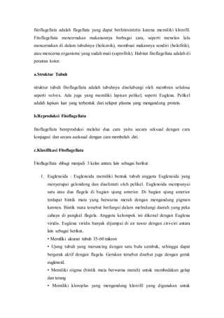 fitoflagellata adalah flagellata yang dapat berfotosintetis karena memiliki klorofil.
Fitoflagellata mencernakan makanannya berbagai cara, seperti menelan lalu
mencernakan di dalam tubuhnya (holozoik), membuat makannya sendiri (holofitik),
atau mencerna organisme yang sudah mati (saprofitik). Habitat fitoflagellata adalah di
perairan kotor.
a.Struktur Tubuh
struktur tubuh fitoflagellata adalah tubuhnya diselubungi oleh membran selulosa
seperti volvox. Ada juga yang memiliki lapisan pelikel, seperti Euglena. Pelikel
adalah lapisan luar yang terbentuk dari selaput plasma yang mengandung protein.
b.Reproduksi Fitoflagellata
fitoflagellata bereproduksi melalui dua cara yaitu secara seksual dengan cara
konjugasi dan secara aseksual dengan cara membelah diri.
c.Klasifikasi Fitoflagellata
Fitoflagellata dibagi menjadi 3 kelas antara lain sebagai berikut.
1. Euglenoida : Euglenoida memiliki bentuk tubuh anggota Euglenoida yang
menyerupai gelondong dan diselimuti oleh pelikel. Euglenoida mempunyai
satu atau dua flagela di bagian ujung anterior. Di bagian ujung anterior
terdapat bintik mata yang berwarna merah dengan mengandung pigmen
karoten. Bintik mata tersebut berfungsi dalam melindungi daerah yang peka
cahaya di pangkal flagela. Anggota kelompok ini dikenal dengan Euglena
viridis. Euglena viridis banyak dijumpai di air tawar dengan ciri-ciri antara
lain sebagai berikut..
• Memiliki ukuran tubuh 35-60 mikron
• Ujung tubuh yang meruncing dengan satu bulu cambuk, sehingga dapat
bergerak aktif dengan flagela. Gerakan tersebut disebut juga dengan gerak
euglenoid.
• Memiliki stigma (bintik mata berwarna merah) untuk membedakan gelap
dan terang
• Memiliki kloroplas yang mengandung klorofil yang digunakan untuk
 