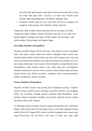 dan sendi, tidak dapat berjalan, tidak dapat berbicara dan banyak tidur di siang
hari tetapi tidak dapat tidur ( insomnia ) di malam hari. Semakin lama
penderita tidak dapat dibangunkan dan akhirnya meninggal dunia.
 Penyebaran kepada orang lain terus terjadi bila lalat tse-tse menggigit serta
menghisap darah penderita, lalu menularkan kepada orang lain.
Trypanosome hidup di dalam saluran pencernaan lalat tse-tse selama 20-30 hari.
Trypanosoma infektif akhirnya menetap di kelenjar air liur lalat tse-tse. Lalat tse-tse
banyak terdapat di sepanjang tepi sungai di Afrika bagian barat dan tengah. Lalat
tersebut mampu terbang dengan jarak jangkau hingga
Daur Hidup Flagellata (Mastigophora)
Flagellata memiliki tahapan trofozoit dan kista. Pada tahapan trofozoit merupakan
waktu aktif untuk mencari makan dan tumbuh. Sedangkan dalam bentuk kista,
Flagellata dapat bertahan hidup kondisi yang sulit, seperti terpapar pada suhu yang
ekstrem dan bahan kimia berbahaya, atau waktu lama tanpa akses terhadap nutrisi, air,
atau oksigen untuk jangka waktu tertentu. Pada Zooflagellata, menjadi bentukan kista
memungkinkan untuk bertahan hidup di luar tubuh inang, dan memungkinkan
terjadinya transmisi dari satu host ke host yang lain. Proses dimana terjadi perubahan
menjadi bentuk kista disebut encystation, sedangkan proses mentransformasikan
kembali ke trophozoite disebut excystation.
Peranan Flagellata (Mastigophora)
Flagellata memiliki peranan yang penting dalam lingkungan perairan. Flagellata
berperan sebagai predator karena memangsa organisme uniseluler atau ganggang,
bakteri, dan microfungi, sehingga populasi organisme dapat dikendalikan. Selain
berfungsi sebagai pengendali, Flagellata yang bersifat saprofitik berperan sebagai
dekomposer dalam rantai makanan.
Di lingkungan perairan flagellata berperan sebagai phytoplankton dan zooplankton
sebagai sumber pakan alami ikan dan udang.Euglena viridis dapat digunakan sebagai
sumber Protein Sel Tunggal (PST), karena memiliki kandungan protein yang sangat
tinggi.Trichonympha dan Myxotricha yang hidup di dalam usus rayap dapat
 