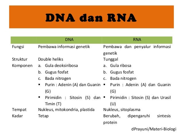 FUNGSI DNA DAN RNA EBOOK FUNGSI DNA DAN RNA EBOOK