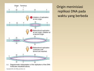 Origin meninisiasi
replikasi DNA pada
waktu yang berbeda
 