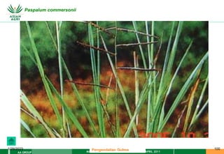MATERI PENGENDALIAN GULMA EAT XXII 01 APRIL 2011
AA GROUP
1/29/2023 100
Paspalum commersonii
Pengendalian Gulma
 