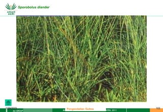MATERI PENGENDALIAN GULMA EAT XXII 01 APRIL 2011
AA GROUP
1/29/2023 103
Sporobolus diander
Pengendalian Gulma
 
