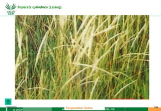 MATERI PENGENDALIAN GULMA EAT XXII 01 APRIL 2011
AA GROUP
1/29/2023 104
Imperata cylindrica (Lalang)
Pengendalian Gulma
 